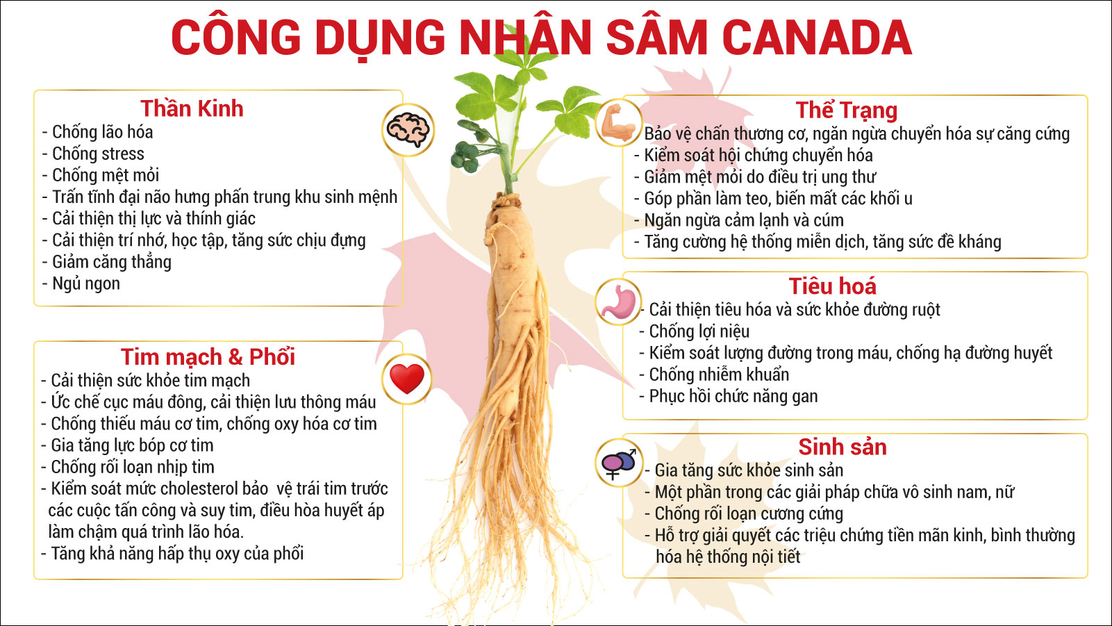 Nhân Sâm hoạt huyết CND Ginseng